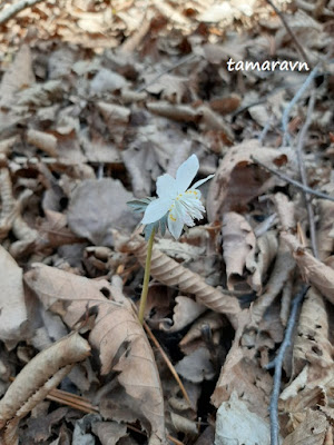 Весенник звёздчатый / Эрантис звёздчатый (Eranthis stellata)