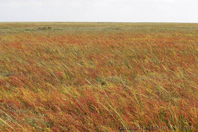 De Schorren Texel Salt Water Marshes