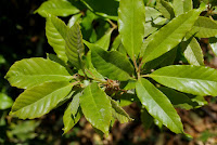 Quercus morii