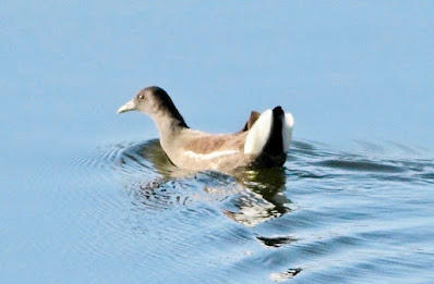 "Common Moorhen Gallinula chloropus ,swimming at the Abu duck pond."