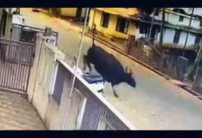 Kannur-News, Kerala, Kerala-News, News, Forest Department, Wild Animal, Thaliparamb, Medical College, Karnataka, Forest department officials could not find the bison.
