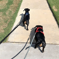 Two small black dogs walking on leash