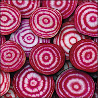 Chioggia Beets (Candy Cane) 