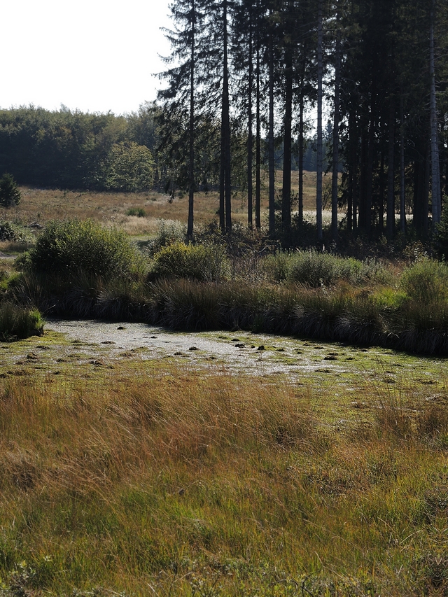 Eupen: wandelen in het Brackvenn