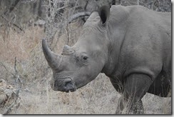 Afrique du Sud (341)