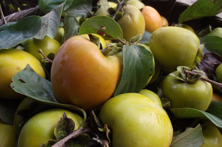 Nhan Hau Persimmons