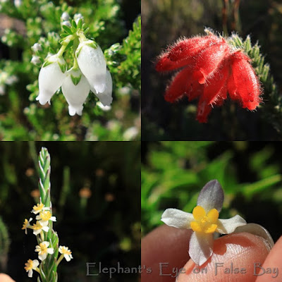 Erica physodes at Noordhoek in April