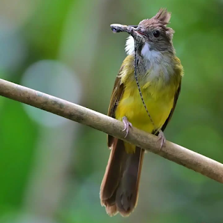 Burung Cucak Jenggot