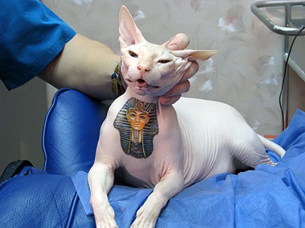  etched onto the cat's chest. The tattoo artist Anatoly Keksel performed 