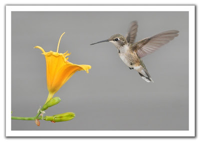 hummingbird