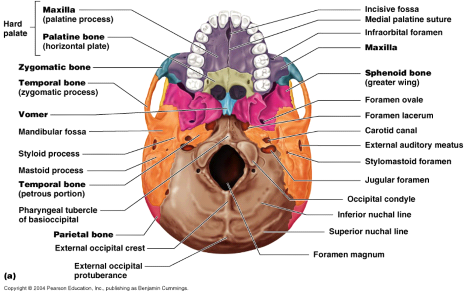 Skull Inferior View