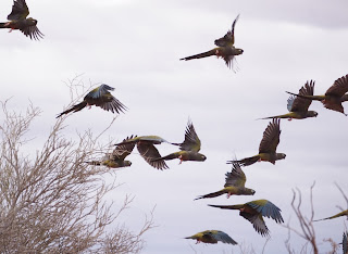 Vol de Conures de Patagonie