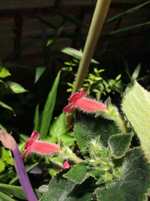 Tydaea amabilis - Kohleria amabilis