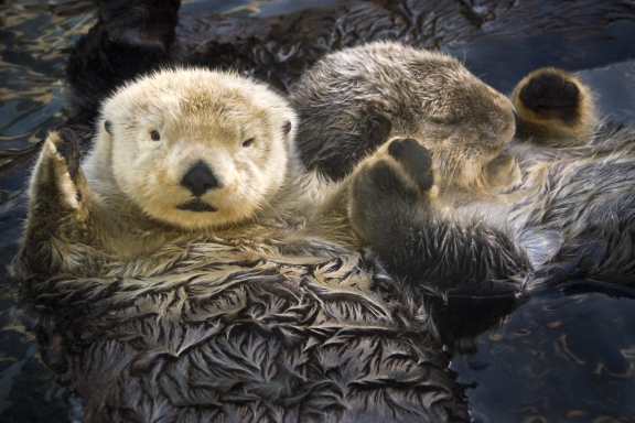 15 cutest endangered animals in the world, sea otters