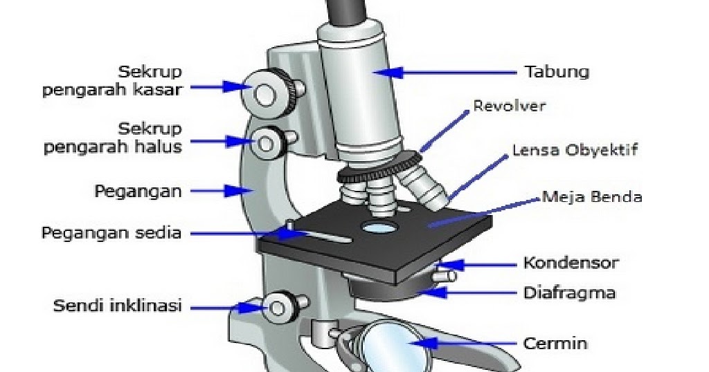 30 Trend Terbaru Gambar  Mikroskop  Binokuler Sketsa  Kartun 