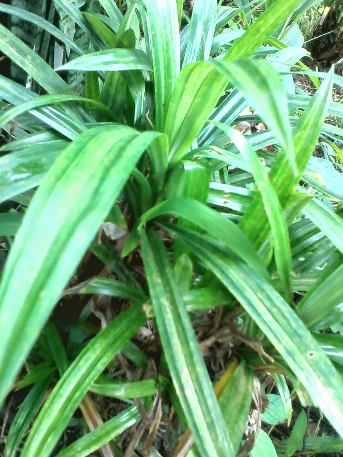 Jual Pohon Pandan Wangi Habiban Plants