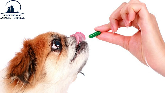 Pet Pharmacy Kingston - Giving medication to pets a necessary but challenging task