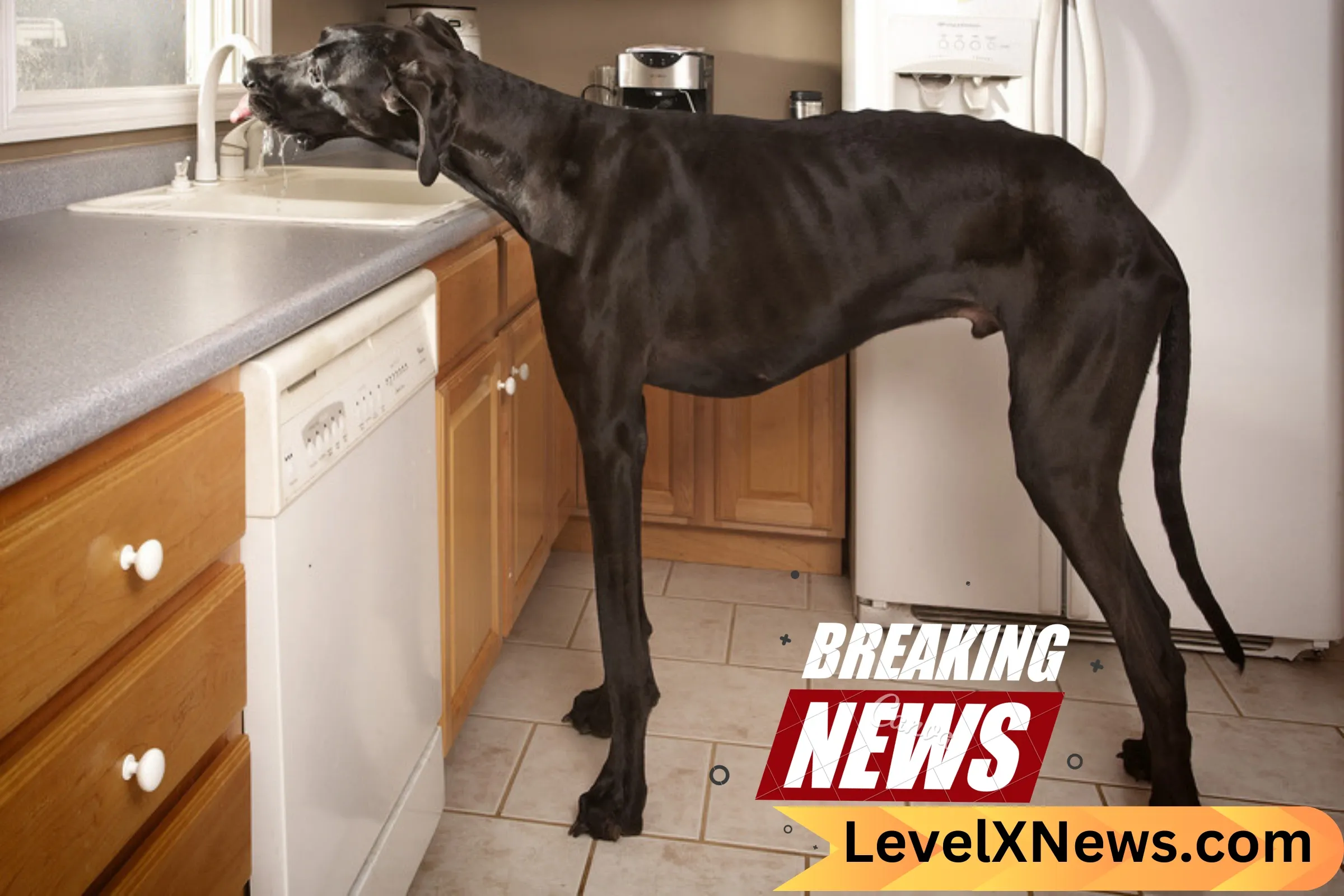 VIDEO: Bow Wow! Meet Zeus, the World’s Tallest Dog