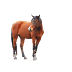 Horse PNG Images