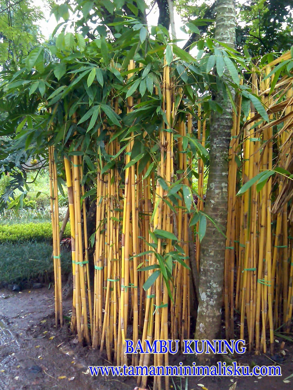  TAMAN MINIMALIS pohon bambu kuning 