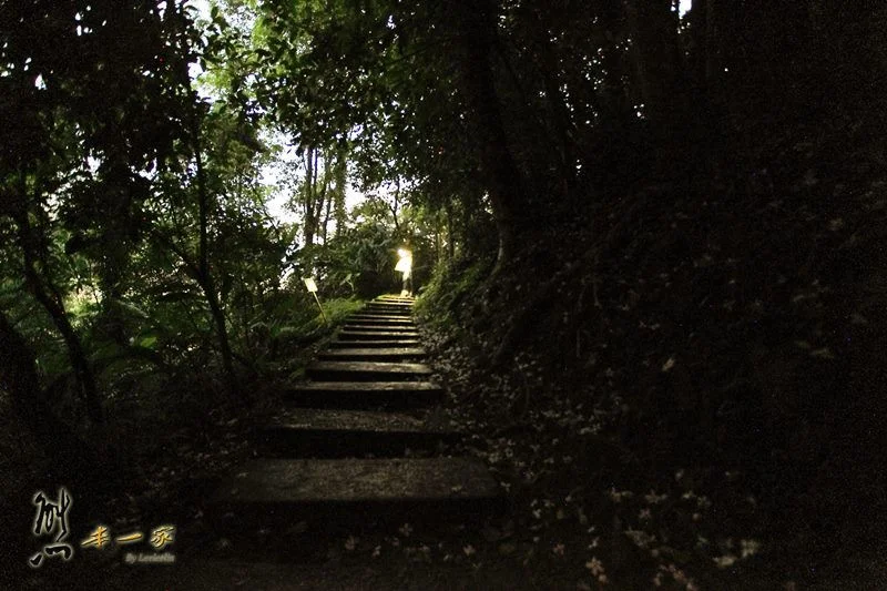 螢火蟲、油桐花、季高緯度熱帶雨林｜三峽 大板根森林溫泉渡假村