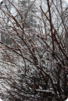 snowfeb24