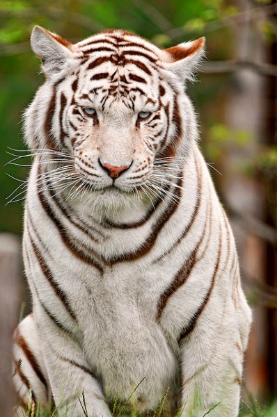 30 Hasil Foto Macan Yang Imut dan Gambar Harimau Putih 