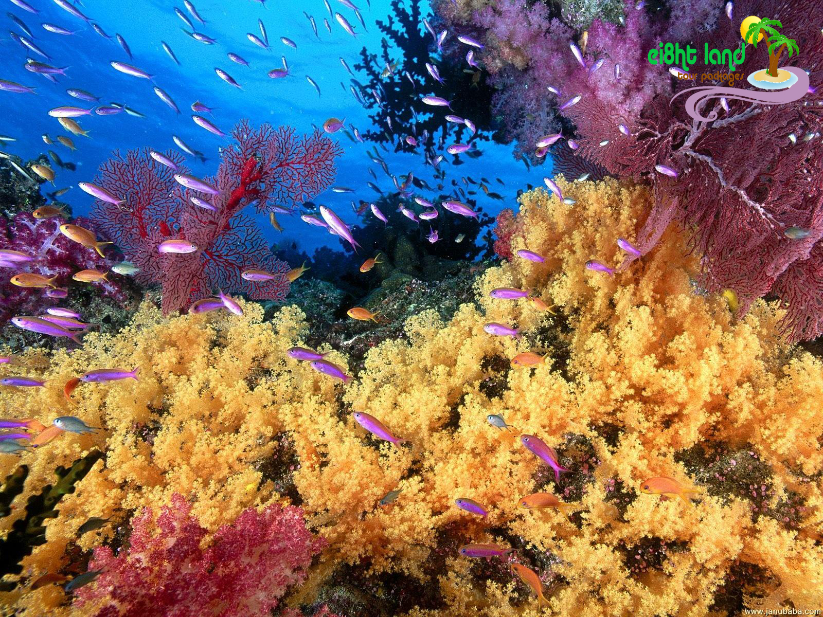 Apa dan bagaimana cara menjaga keindahan di bawah laut ?