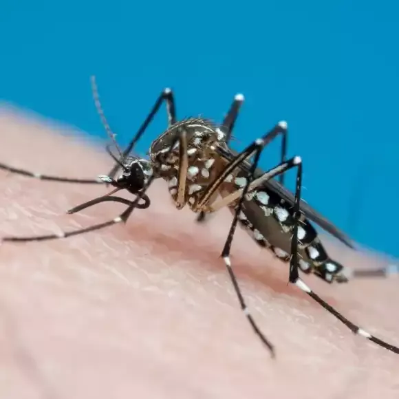 Dengue