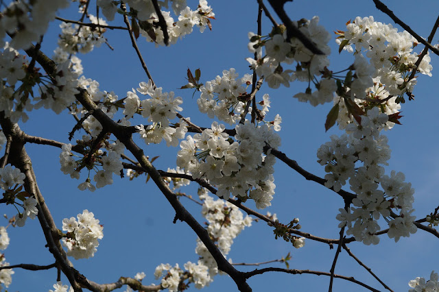 spring highlights in Norfolk