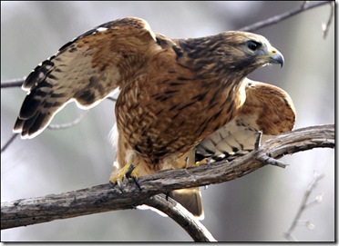 Hawk Feature