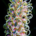 Grevillea Multi Color