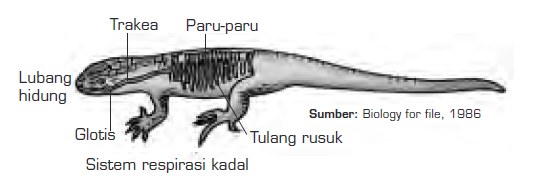  Sistem  Pernapasan  Hewan  Vertebrata Respirasi Vertebrata