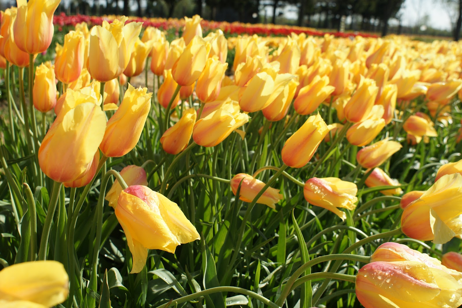 Best Tulip Time in Holland