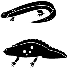 Poisonous Newt , Adult newts, threatened newt