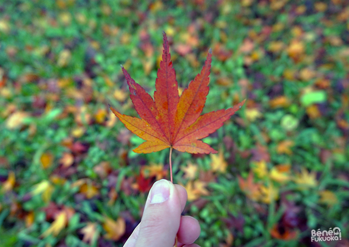 紅葉 - 舞鶴公園、福岡