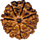 Seven faced Rudraksha Bead