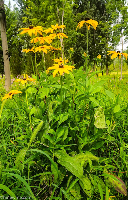 14tips| Are you looking for flower landscape photography skills?