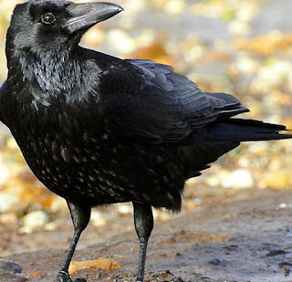 Name of Birds in Awadhi Language