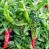 Thai Hot Pepper
