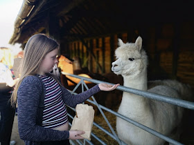 Tween girl feeding an alpaca