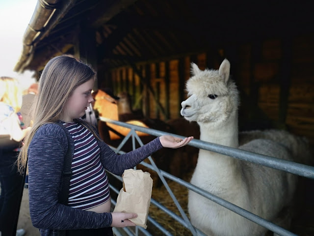 Tween girl feeding an alpaca