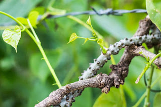 ເຄືອເຂົາຮໍ   Tinospora crispa (L.) Hook.  f. & Thomson MENISPERMACEAE      ລັກສະນະພືດສາດ: ເປັນໄມ້ເຄືອຜັດໃບ, ເຄືອບໍ່ມີຂົນ, ປົກກະຕິແລ້ວຈະມີຮາກອາກາດຍາວ. ລຳຕົ້ນແກ່ອວບ, ມີຕຸ່ມປູ້ຈຳນວນຫຼາຍເຫັນຊັດເຈນ. ລຳຕົ້ນອ່ອນອວບເລັກນ້ອຍ, ເປືອກບາງ, ເປັນແຜ່ນບາງຄືເຈ້ຍ,ສີນ້ຳຕານອ່ອນກ້ຽງ. ຊ່ອງອາກາດກ້ວາງ ແລະ ຍື່ນອອກມາສູງກວ່າບໍລິເວນລອບໆ. ໃບດ່ຽວ, ຈັບລຽງສະຫຼັບ,ຮູບຫົວໃຈ, ກ້ວາງ 6-13 ຊມ, ຍາວ 6-13 ຊມ, ຂອບໃບລຽບ, ຖານໃບວ້ຳຮູບຫົວໃຈ, ປາຍໃບຮຽວແຫຼມ. ດອກ ອອກເປັນຊໍ່ກະຈະ, ບໍ່ມີກ້ານ ຫຼື ບາງຄັ້ງມີກ້ານສັ້ນ. ດອກແຍກເພດຢູ່ຄົນລະຊໍ່, ຊໍ່ດອກເພດຜູ້ຮຽວບາງ, ຍາວ 5-10 ຊມ, ດອກຜູ້ ກາບດອກມີ 6 ກາບຢູ່ໃນ 2 ວົງ, ສີຂຽວ, ກ້ຽງ, ວົງນອກ 3 ກາບຮູບໄຂ່, ຂະໜາດ 1 ມມ, ວົງໃນ 3 ກາບຮູບໄຂ່ປີ້ນ, ຂະໜາດ 2.5-3 ມມ, ກີບດອກ 3-6 ກີບ, ສີເຫຼືອງ, ຮູບໄຂ່ປີ່ນເຖິງຮູບບ່ວງ, ຂະໜາດ 1.6-2.5 ມມ. ເກສອນຜູ້ມີ 6 ອັນ, ທຽບເທົ່າກັບກີບດອກ, ຊໍ່ດອກເພດແມ່ຂະໜາດ 2-6 ຊມ, ດອກສ່ວນຫຼາຍອອກ 1 ດອກຕໍ່ຂໍ້. ດອກແມ່ ກາບດອກ ແລະ ກີບດອກຄືກັນກັບໃນດອກຜູ້, ເກສອນຜູ້ເປັນໝັນ 6 ອັນ. ໃບໄຂ່ 3 ໃບ, ຂະໜາດ 2 ມມ, ຮວງຮັບລະອອງເກສອນເປັນແສກສັ້ນຫຼາຍ; ໝາກ ຂ້ອນຂ້າງມົນກົມ, ຂະໜາດປະມານ 2 ຊມ, ສີເຫຼືອງ ຫຼື ແດງ.  ປິ່ນປົວພະຍາດ: ແກ້ໄຂ້ຮ້ອນ  ສ່ວນທີ່ໃຊ້: ລຳຕົ້ນ ວິທີການນຳໃຊ້: ໃຊ້ລໍາຕົ້ນສົດຕັດເປັນທ່ອນຍາວປະມານ 20 ຊມ ເອົາປະມານ 4-5 ທ່ອນມາຕົ້ມກັບນ້ໍາ 2 ລິດຕົ້ມໃຫ້ເຫຼືອປະມານ 1 ລິດແລ້ວດຶ່ມກ່ອນອາຫານເຊົ້າແລງ ຫຼື ເວລາທີ່ມີອາການ. ການປູກຂະຫຍາຍພັນ: ເຄືອເຂົາຮໍເປັນພືດທີ່ເກີດຂຶ້ນເອງຕາມທຳມະຊາດ ເກີດຕາມປ່າດິບແລ້ງ, ປ່າປະສົມ ແລະ ຕາມຜາຫີນ, ເປັນພືດທີ່ສາມາດທົນຕໍ່ຄວາມແຫ້ງແລ້ງໄດ້ດີ ຂະຫຍາຍພັນດ້ວຍແກ່ນ ຫຼື ຕັດຊຳກໍ່ໄດ້ເຊັ່ນດຽວກັນ.