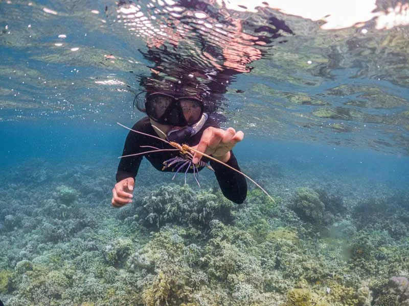 Harga Snorkeling Pulau Menjangan Bali