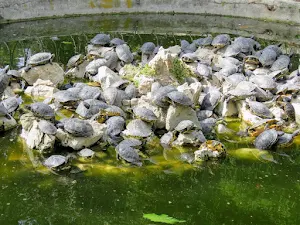 Athens Itinerary: Turtles at the National Garden in Athens
