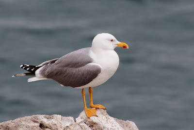 Geelpootmeeuw - Gielpoatsulvermiuw - Larus michahellis