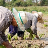 Indonesia May Import Rice From Cambodia