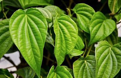 Benefits of Betel Leaf For Health And Beauty