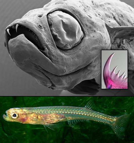 090311 dracula fish photo big 10 Penemuan spesies Binatang Baru Versi National Geographic