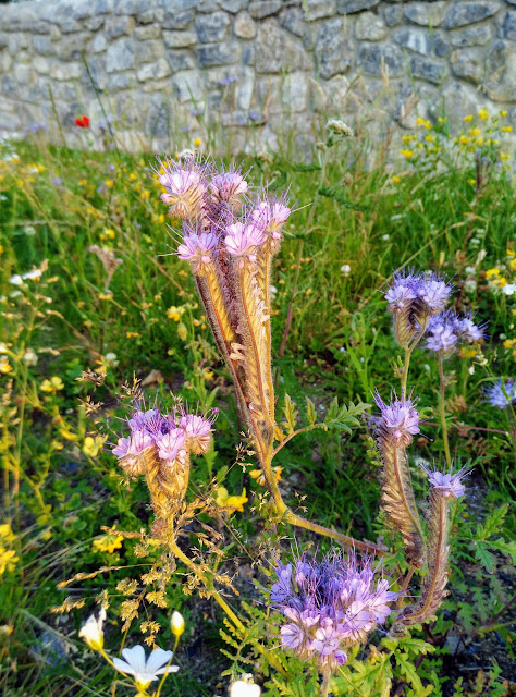 wild flowers, Connemara Ireland